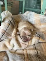 Peter, a male French Bulldog for sale in Mora, MN – 9 of 10