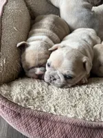 Peter, a male French Bulldog for sale in Mora, MN – 10 of 10