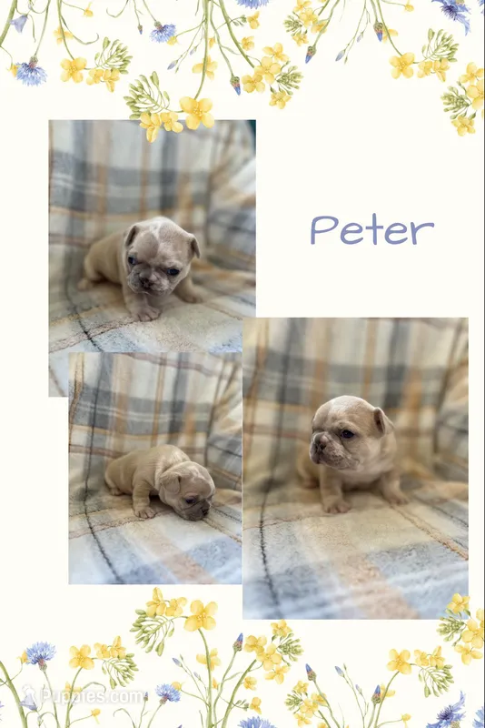Peter – French Bulldog puppy for sale in Mora, MN