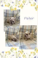 Peter, a male French Bulldog for sale in Mora, MN – 1 of 10