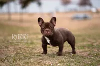 Dollar Bill x Rarri, a  French Bulldog for sale in Mora, MN – 4 of 5