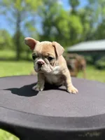 Peep, a male French Bulldog for sale in Mora, MN – 3 of 7