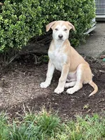 Kane , a male German Shepherd Dog and American Pit Bull Terrier for sale in Richmond, VA – 4 of 4