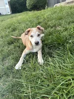 Kane , a male German Shepherd Dog and American Pit Bull Terrier for sale in Richmond, VA – 3 of 4