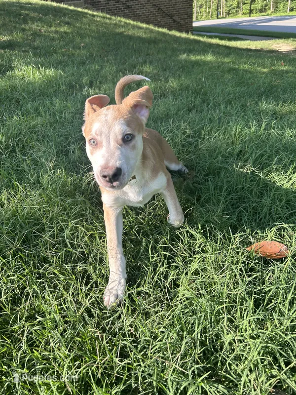 Kane  – German Shepherd Dog, American Pit Bull Terrier puppy for sale in Richmond, VA