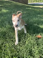 Kane , a male German Shepherd Dog and American Pit Bull Terrier for sale in Richmond, VA – 1 of 4
