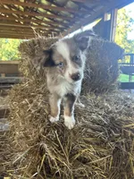 ., a male Australian Shepherd for sale in Munfordville, KY – 2 of 2