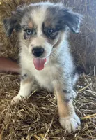Lola, a female Australian Shepherd for sale in Munfordville, KY – 2 of 2