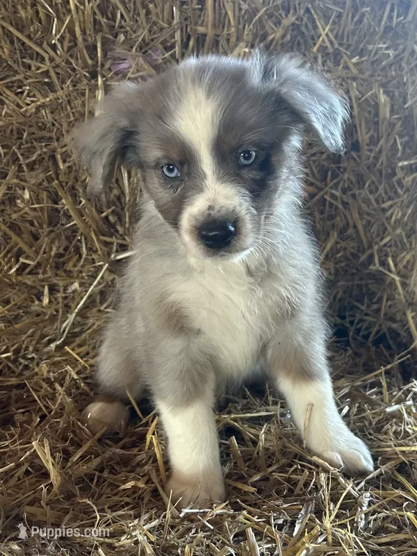 Pretty girl (nickname) – Australian Shepherd puppy for sale in Munfordville, KY
