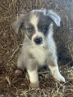 Pretty girl (nickname), a female Australian Shepherd for sale in Munfordville, KY – 1 of 1