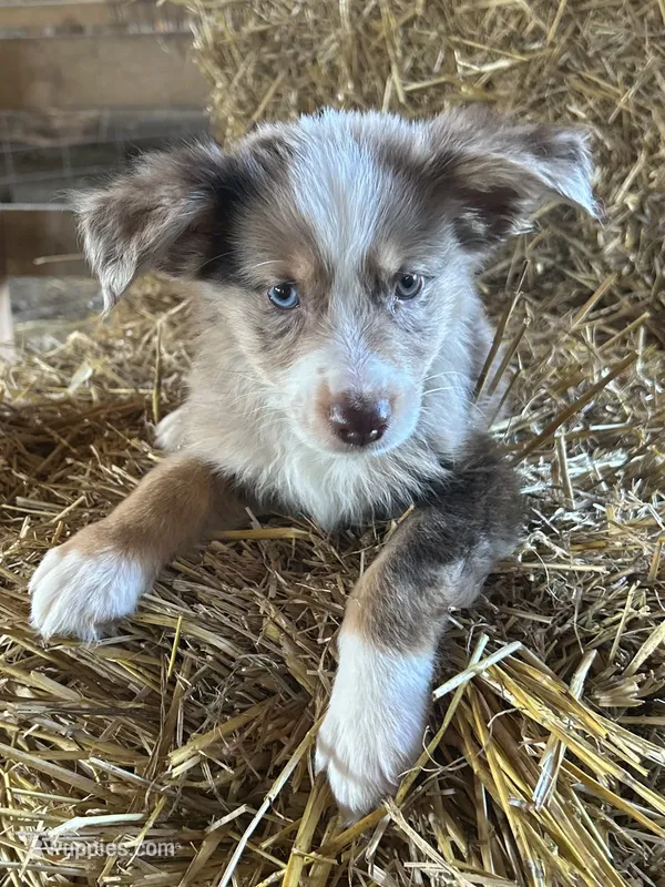 . – Australian Shepherd puppy for sale in Munfordville, KY