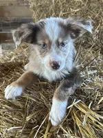 ., a male Australian Shepherd for sale in Munfordville, KY – 1 of 2