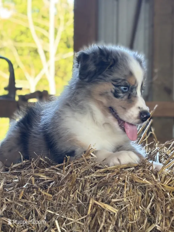 Lola – Australian Shepherd puppy for sale in Munfordville, KY