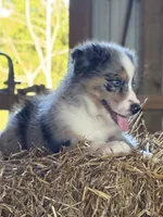 Lola, a female Australian Shepherd for sale in Munfordville, KY – 1 of 2