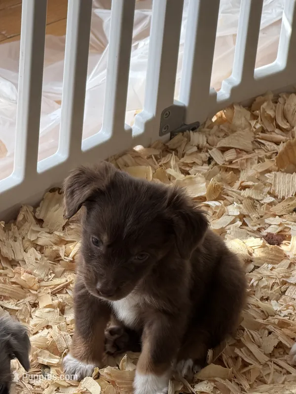 . – Australian Shepherd puppy for sale in Munfordville, KY