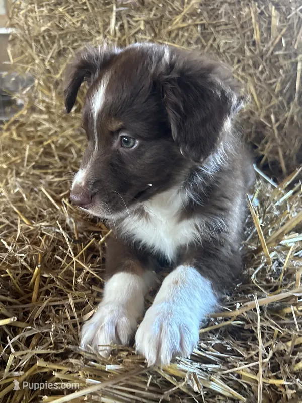 Junior (nickname)  – Australian Shepherd puppy for sale in Munfordville, KY