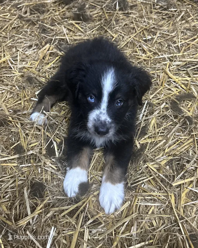 Freckles (nickname)  – Australian Shepherd puppy for sale in Munfordville, KY