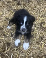 Freckles (nickname) , a male Australian Shepherd for sale in Munfordville, KY – 1 of 1
