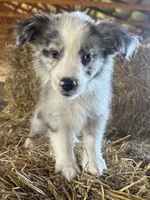 ., a female Australian Shepherd for sale in Munfordville, KY – 2 of 2