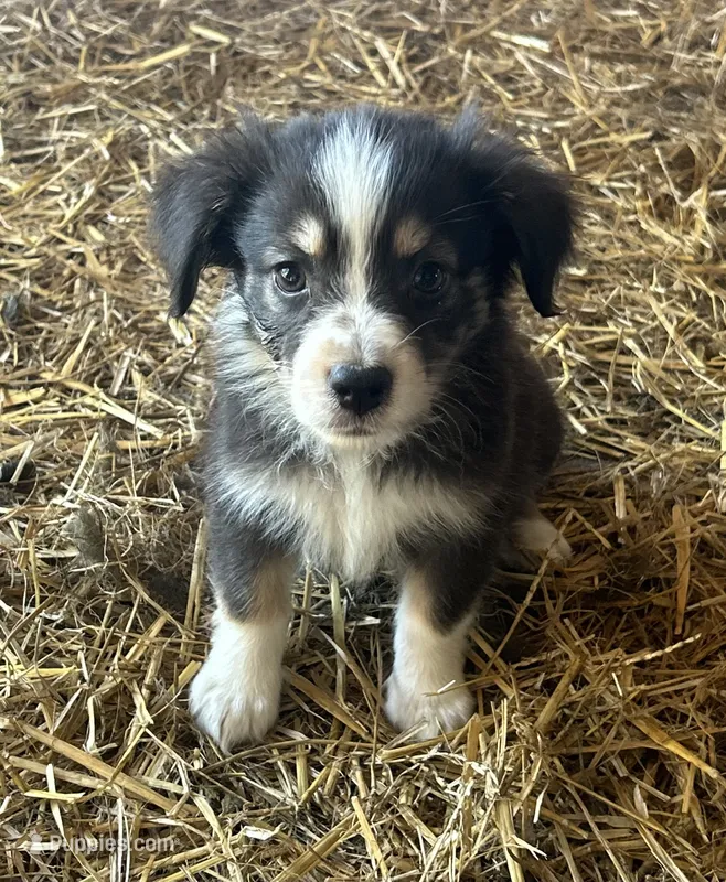 . – Australian Shepherd puppy for sale in Munfordville, KY