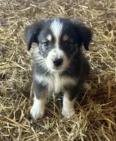 ., a female Australian Shepherd for sale in Munfordville, KY – 1 of 1