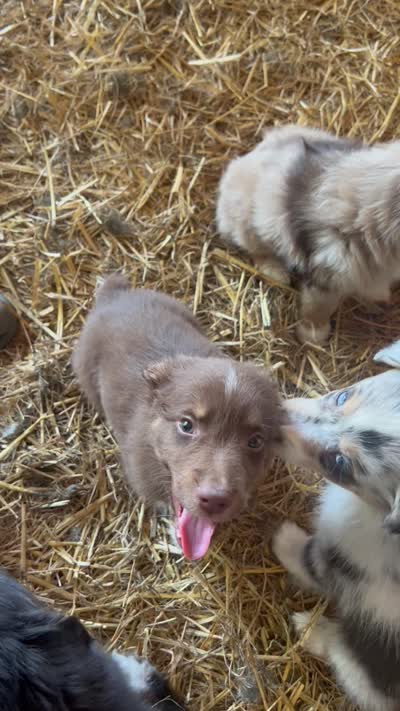 ., a male Australian Shepherd for sale in Munfordville, KY – 2 of 2