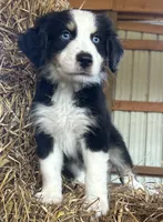 Chunkers (nickname), a male Australian Shepherd for sale in Munfordville, KY – 2 of 2
