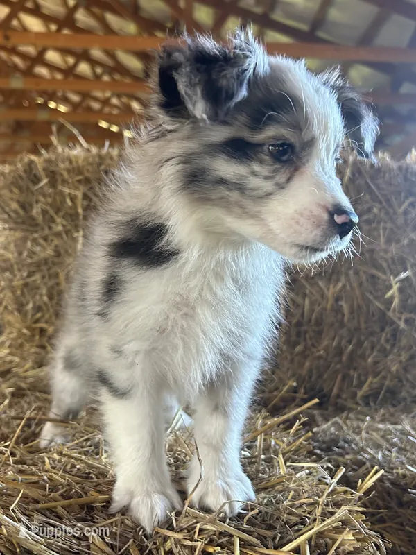 . – Australian Shepherd puppy for sale in Munfordville, KY