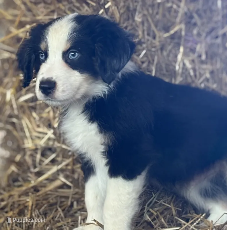 Chunkers (nickname) – Australian Shepherd puppy for sale in Munfordville, KY
