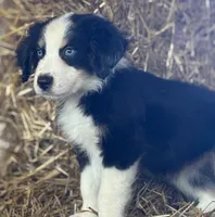 Chunkers (nickname), a male Australian Shepherd for sale in Munfordville, KY – 1 of 2