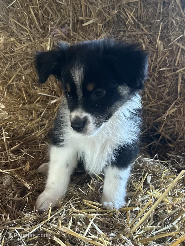 . – Australian Shepherd puppy for sale in Munfordville, KY