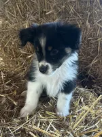 ., a female Australian Shepherd for sale in Munfordville, KY – 1 of 1