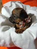 Tarlo, a male Yorkshire Terrier and Shorkie for sale in Plover, WI – 8 of 8