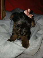 Harlow, a female Yorkshire Terrier and Shorkie for sale in Plover, WI – 2 of 10