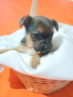 Arlo, a male Yorkshire Terrier and Shorkie for sale in Plover, WI – 8 of 10