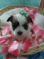 Anna, a female Morkie for sale in Plover, WI – 8 of 10