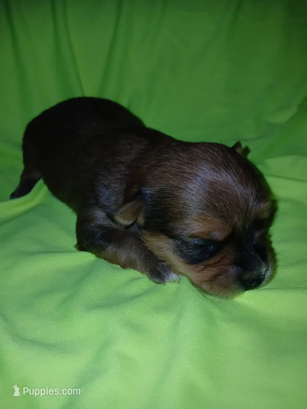 Rio – Shorkie puppy for sale in Plover, WI