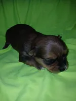 Rio, a male Shorkie for sale in Plover, WI – 1 of 8
