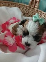 Anna, a female Morkie for sale in Plover, WI – 3 of 10