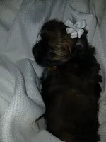 Dolly, a female Shorkie for sale in Plover, WI – 8 of 10