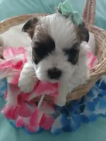 Anna, a female Morkie for sale in Plover, WI – 6 of 10