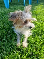 Pax, a male Shorkie for sale in Plover, WI – 9 of 10