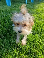 Pax, a male Shorkie for sale in Plover, WI – 8 of 10