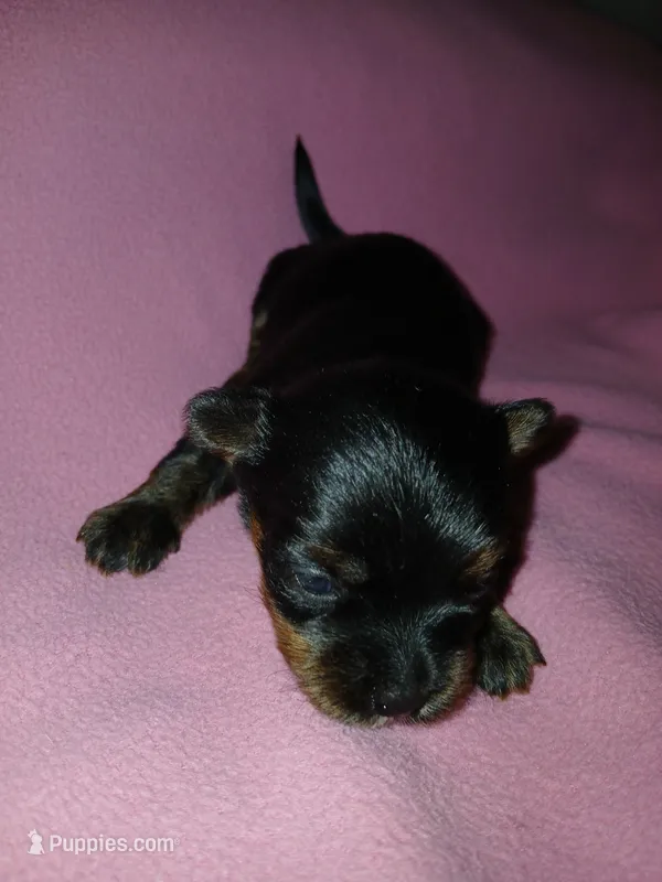 Paris – Shorkie puppy for sale in Plover, WI