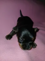 Paris, a female Shorkie for sale in Plover, WI – 1 of 8