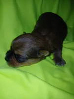 Rio, a male Shorkie for sale in Plover, WI – 5 of 8