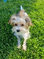 Pax, a male Shorkie for sale in Plover, WI – 6 of 10
