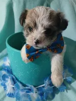 Brooklyn, a male Shorkie for sale in Plover, WI – 5 of 10