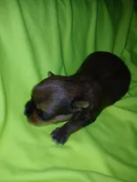 Rio, a male Shorkie for sale in Plover, WI – 7 of 8