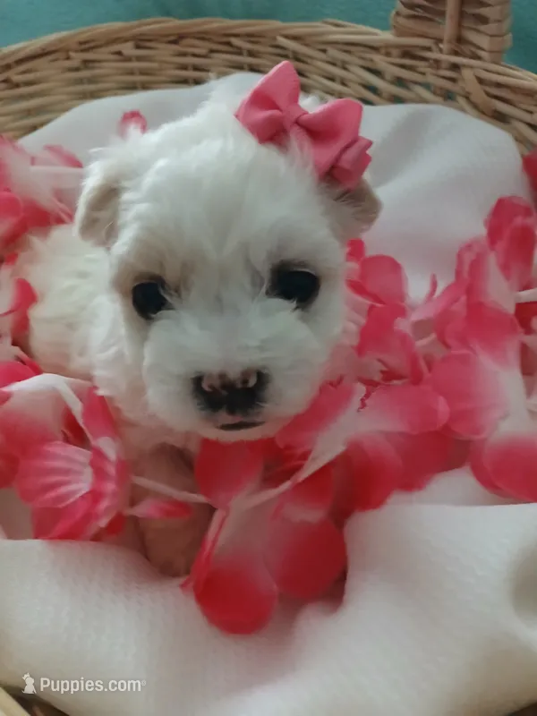 Elsa – Morkie puppy for sale in Plover, WI